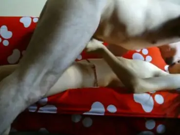 Live ABG Bispak Jakarta Hotel Bintang Lima Skandal Viral Indo Streaming